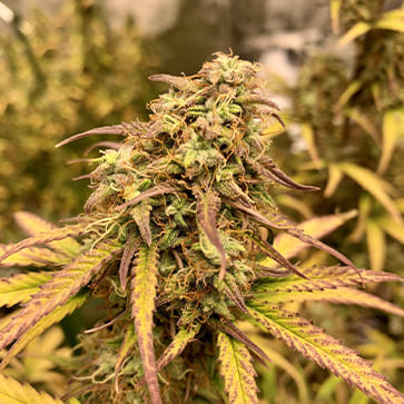 Насіння конопель Auto Amnesia Haze Feminised Silver